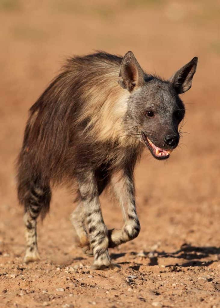brown hyena markings