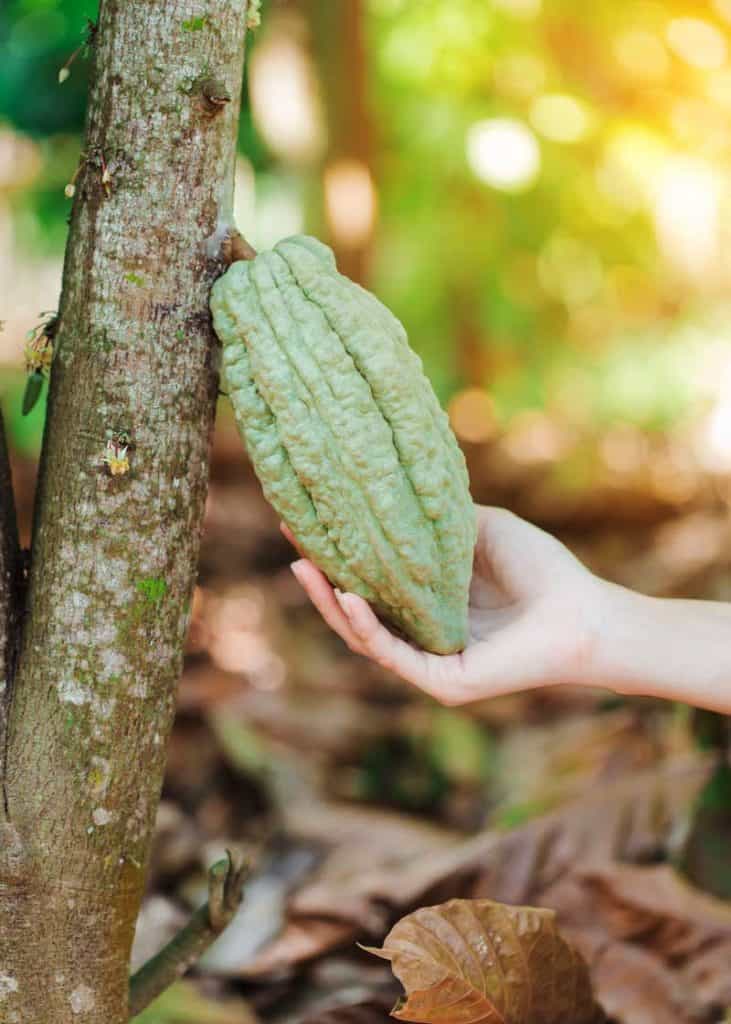 cacao tree cloud forest