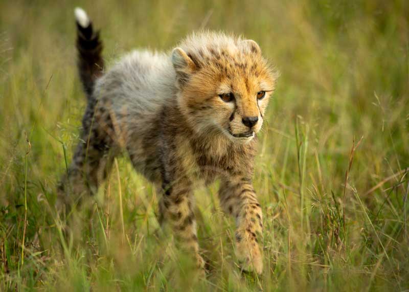 cheetah baby