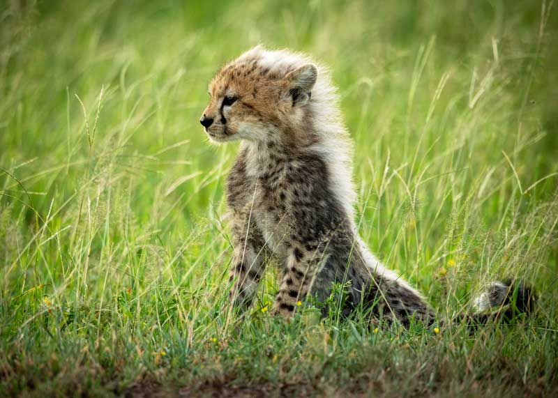 cheetah cub mantle