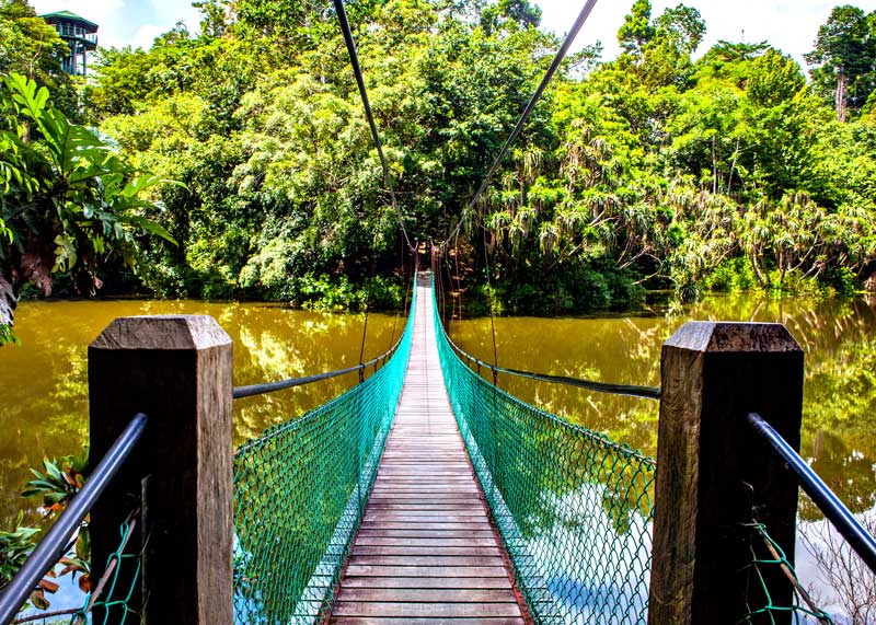 heart of borneo rainforest suspension bridge
