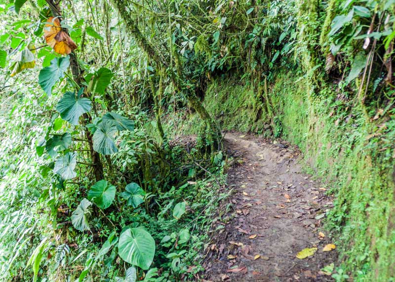 mindo cloud forest hiking trail