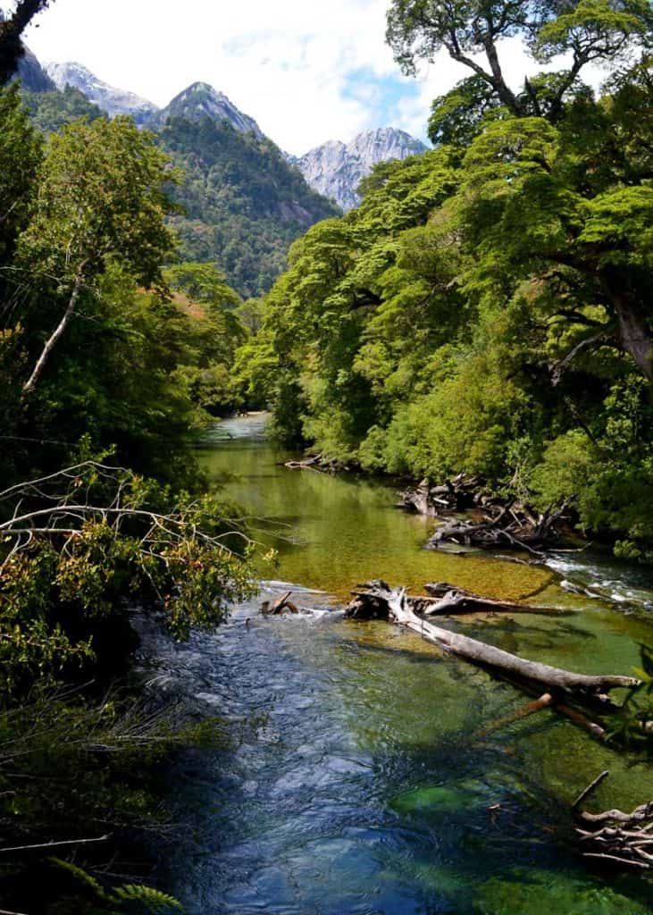 valdivian rainforest river