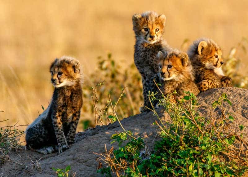 what are baby cheetahs called