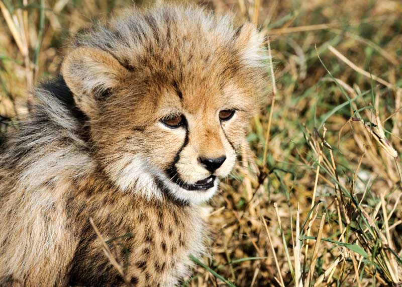 what does a cheetah cub look like