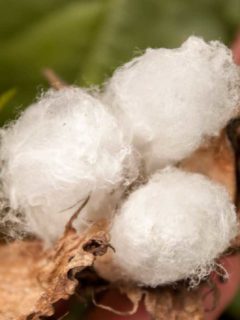 galapagos cotton