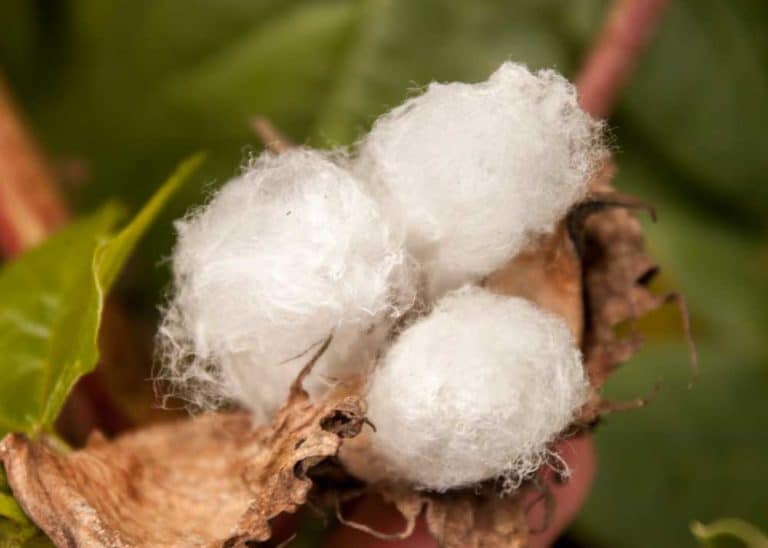 10 Facts About Darwin’s Cotton in the Galapagos (Gossypium darwinii)