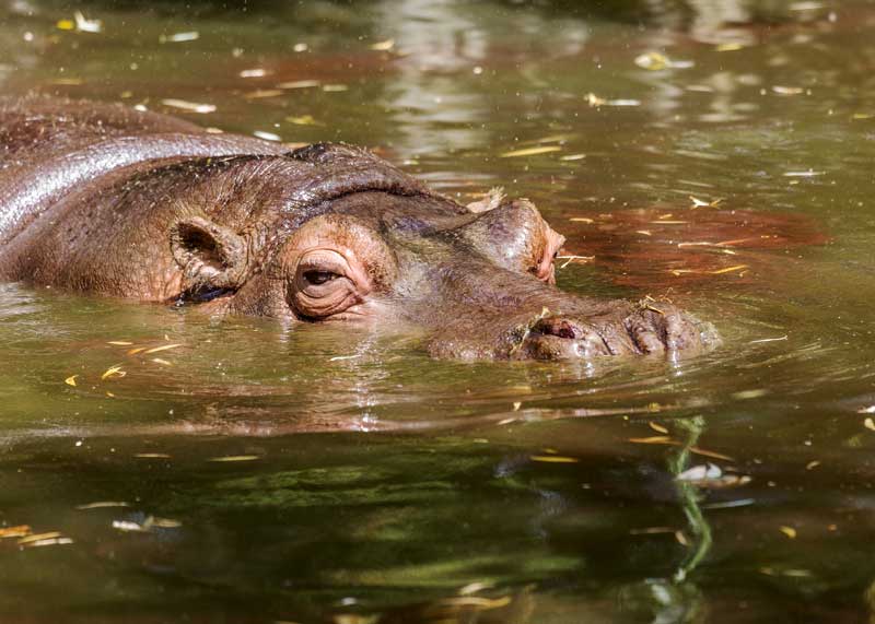 hippo noise underwater