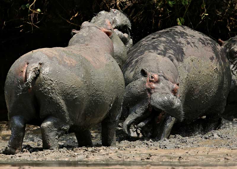 hippopotamus sound males