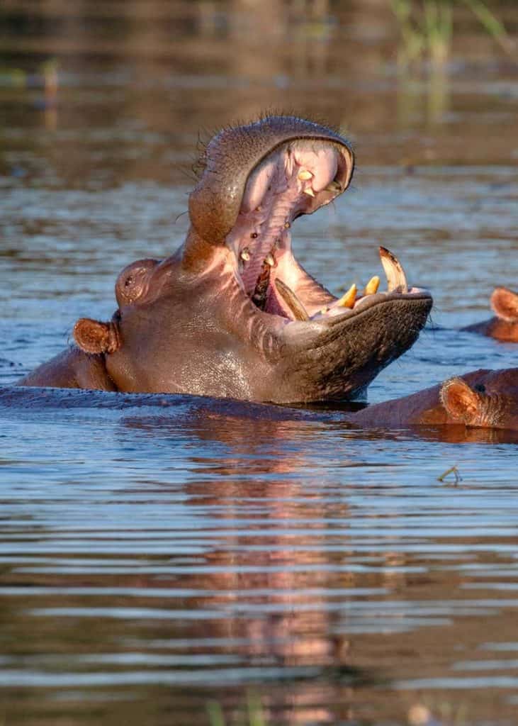 what does a hippo sound like