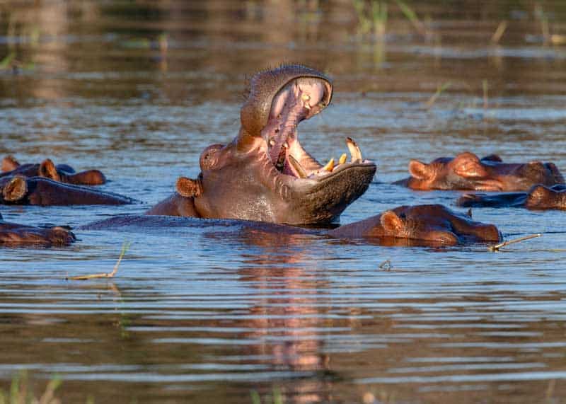 what noise does a hippo make