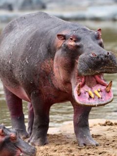 what sound does a hippo make