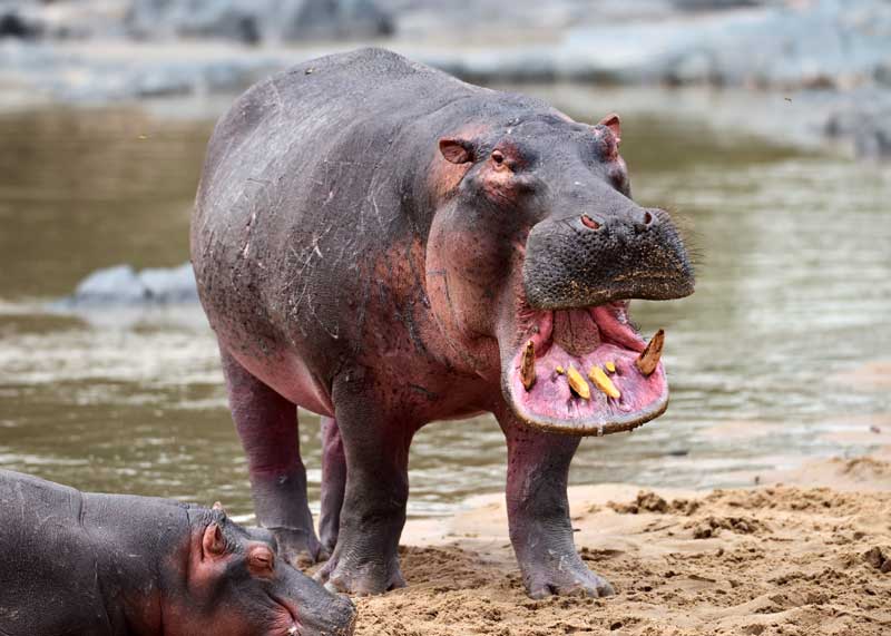 what sound does a hippo make