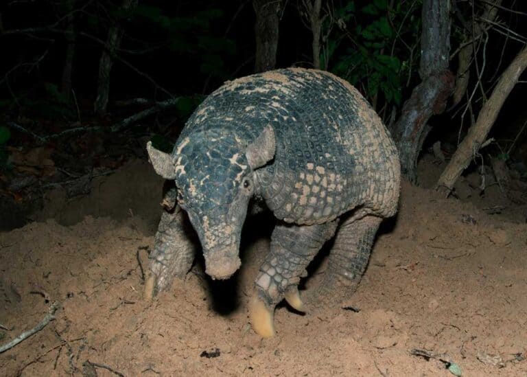 28 Giant Armadillo Facts (2 Types) Largest Living and Extinct