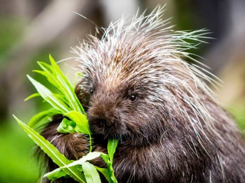 do porcupines shoot their quills