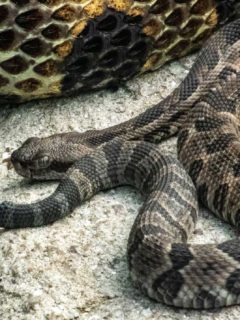 do rattlesnakes nurse their babies