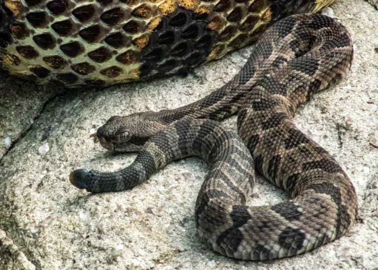 Do Rattlesnakes Nurse Their Babies? (Fact Check) Snake-Milking?