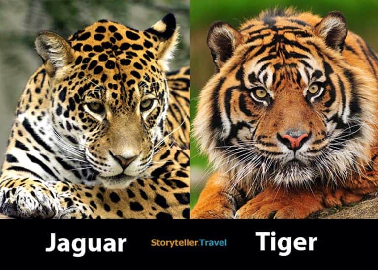 Jaguar vs Tiger: 7 Key Differences Compared (Size, Strength, Appearance)