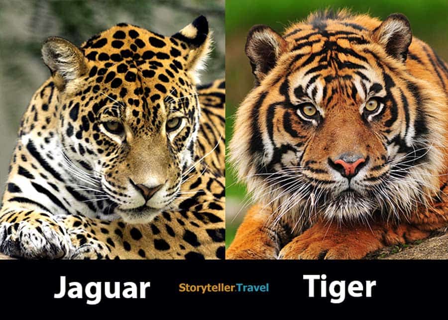 Jaguar vs Tiger: 7 Key Differences Compared (Size, Strength