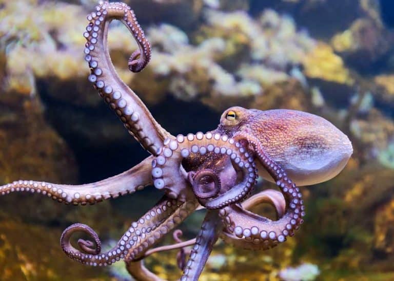 Do Octopuses Have Bones? Guide to Skeleton, Teeth, Beak
