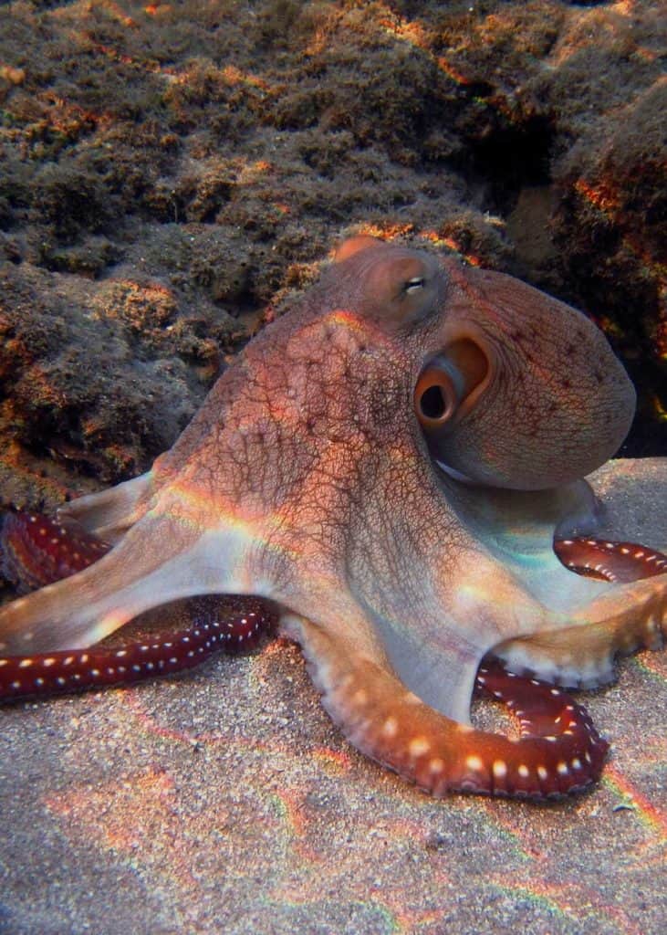 do octopuses have bones