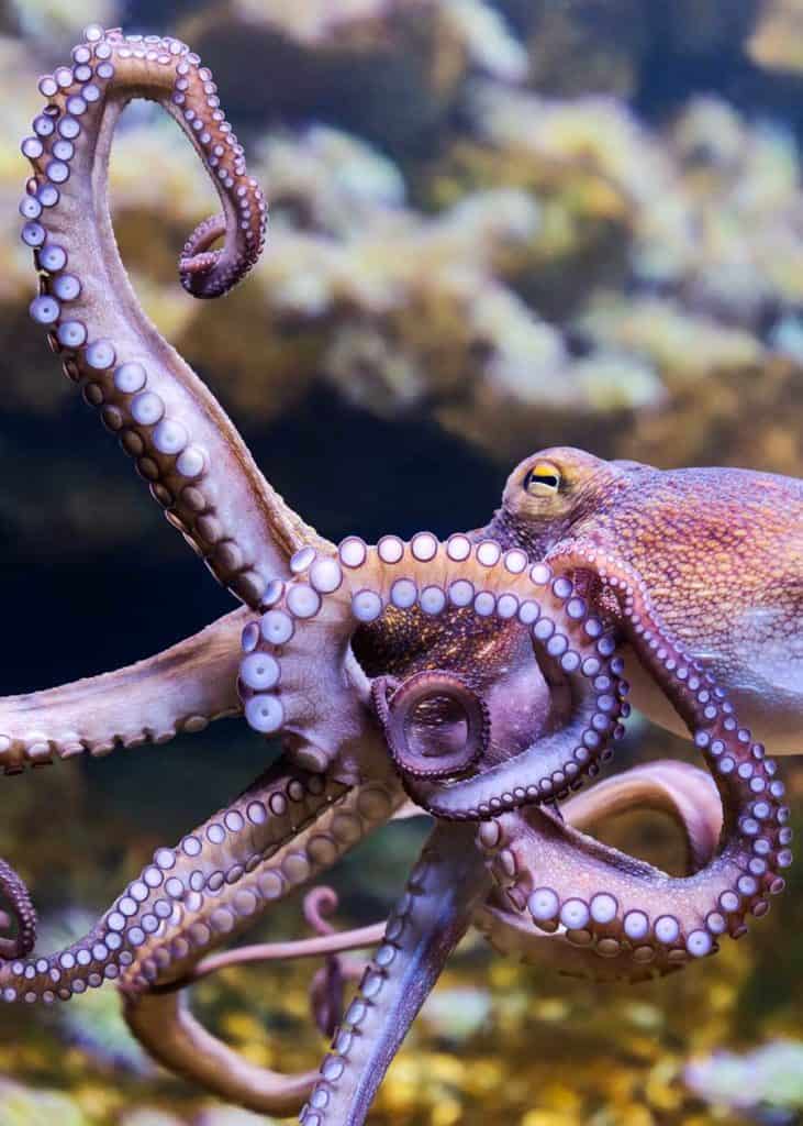 octopus skeleton