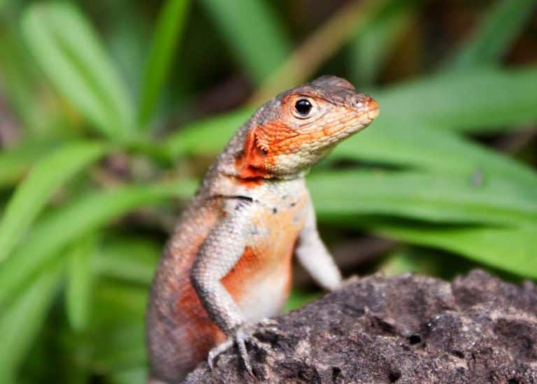 Why Do Lizards Do Push Ups? 4 Reasons for This Weird Behavior
