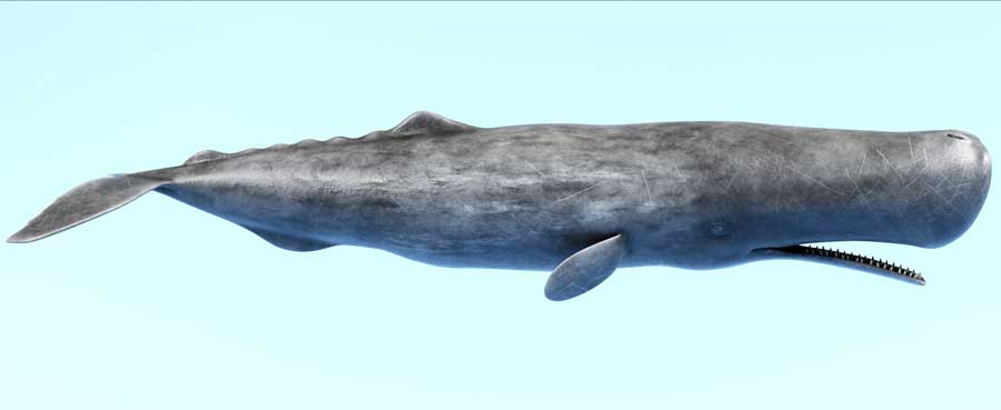 sperm whale appearance 3d rendering