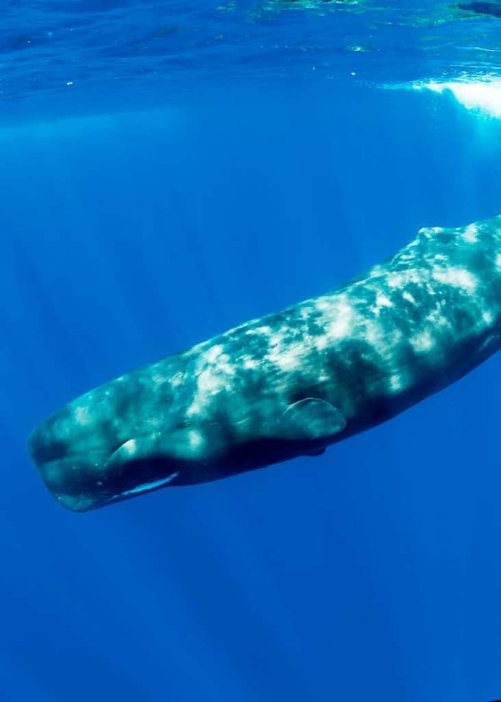 sperm whale is the loudest animal in the world