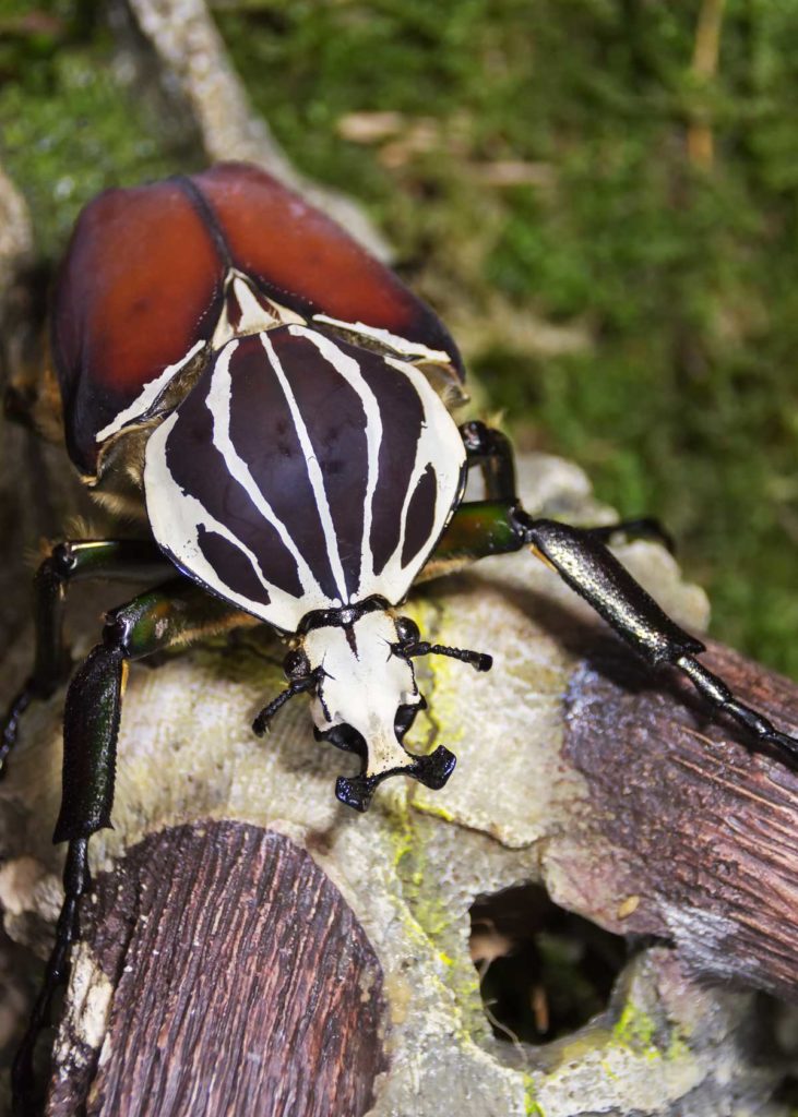 goliath beetle scary
