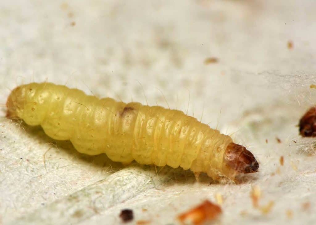 meal moth larvae