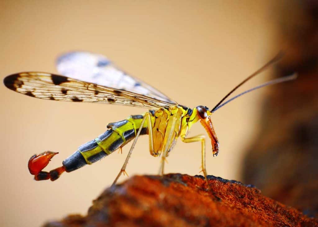 scorpion fly ugly