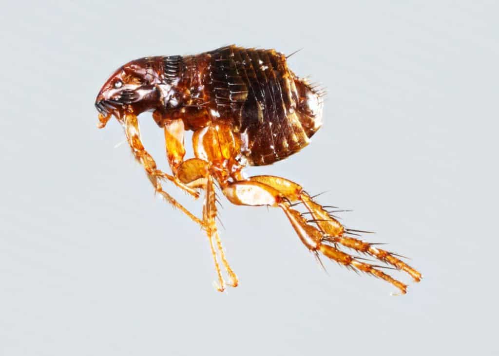 ugly flea