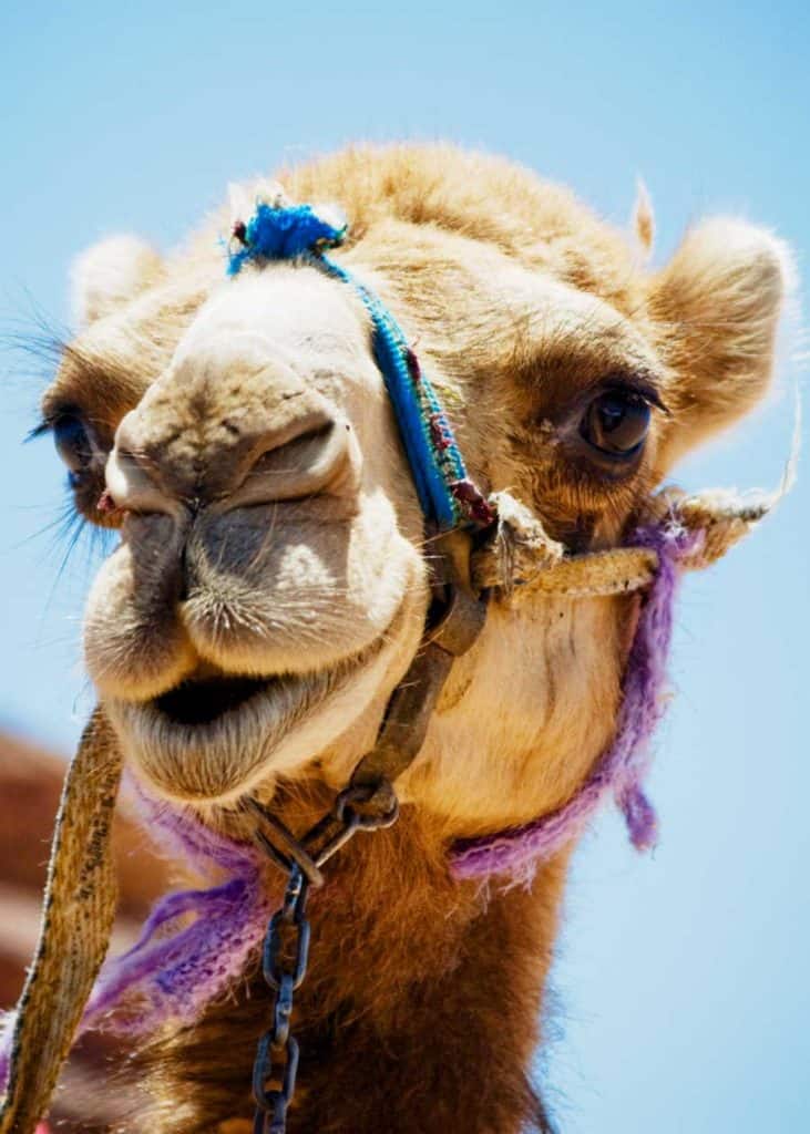camel eye lids