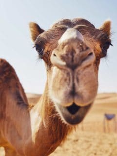 camels have 3 eyelids