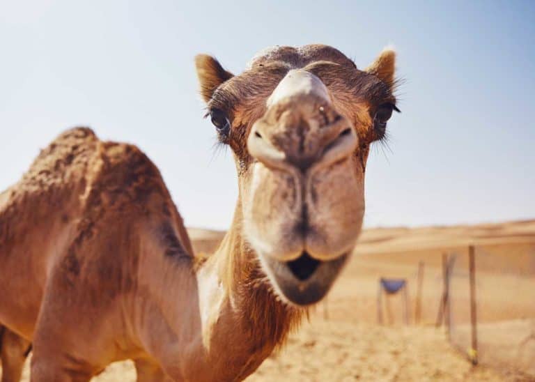 Camels Have 3 Eyelids: Here’s Why (Facts and Functions)
