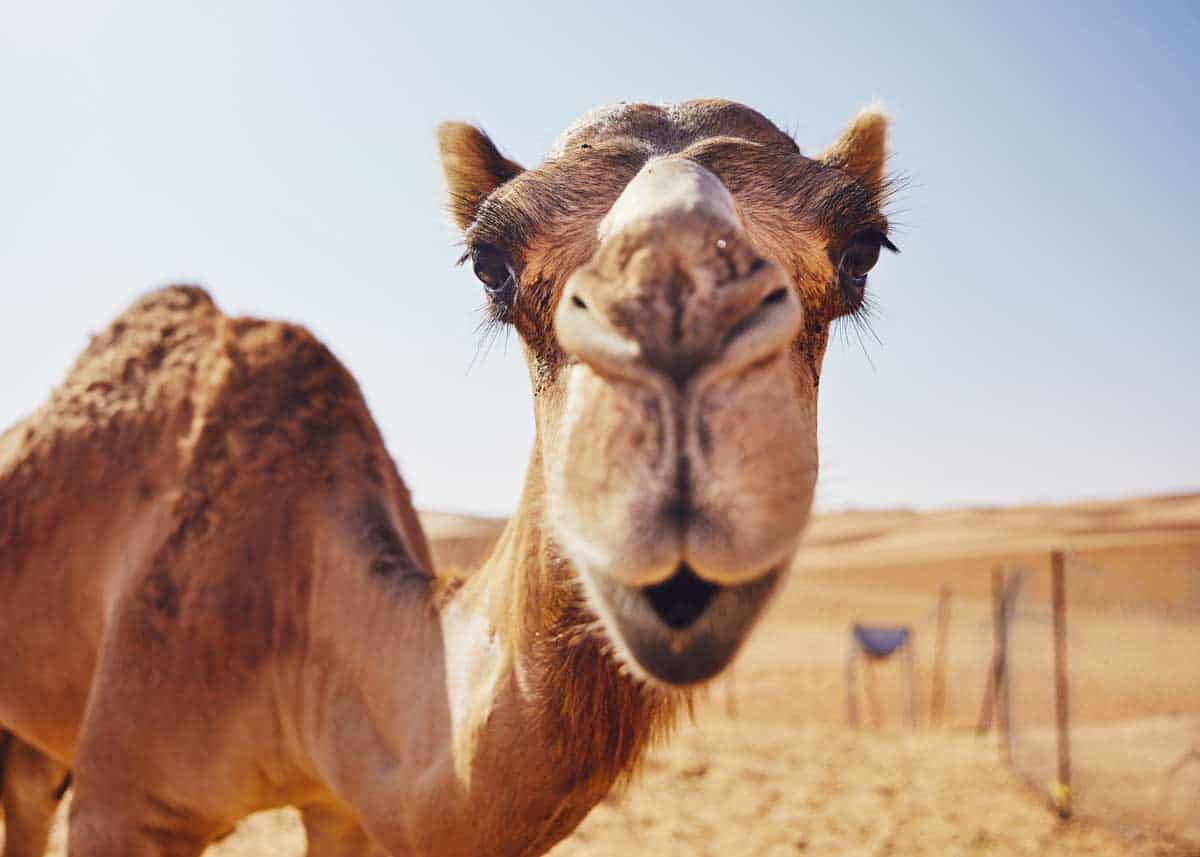 camels have 3 eyelids