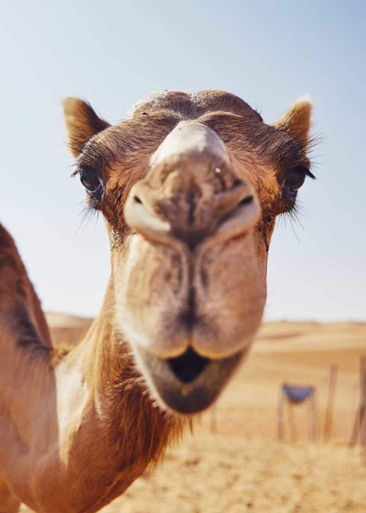 how many eyelids does a camel have