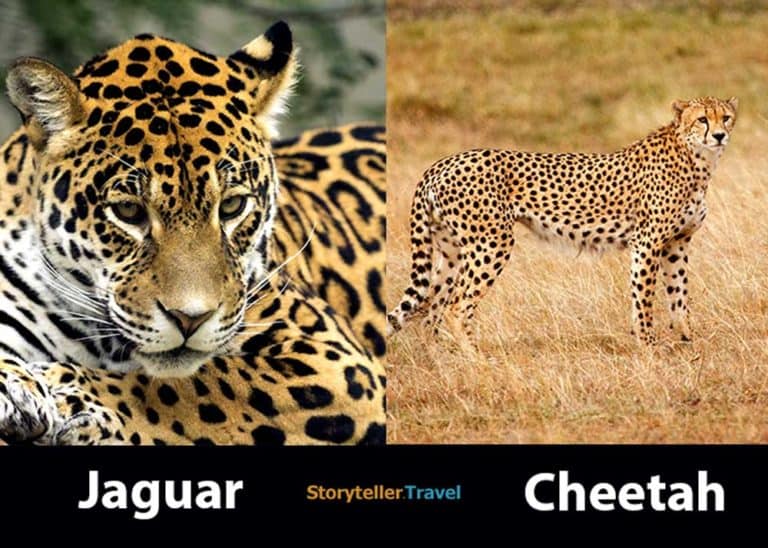 Jaguar vs Cheetah: 8 Key Differences Compared (Markings, Habitat, etc)