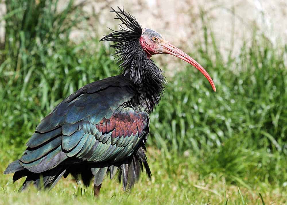 Northern Bald Ibis