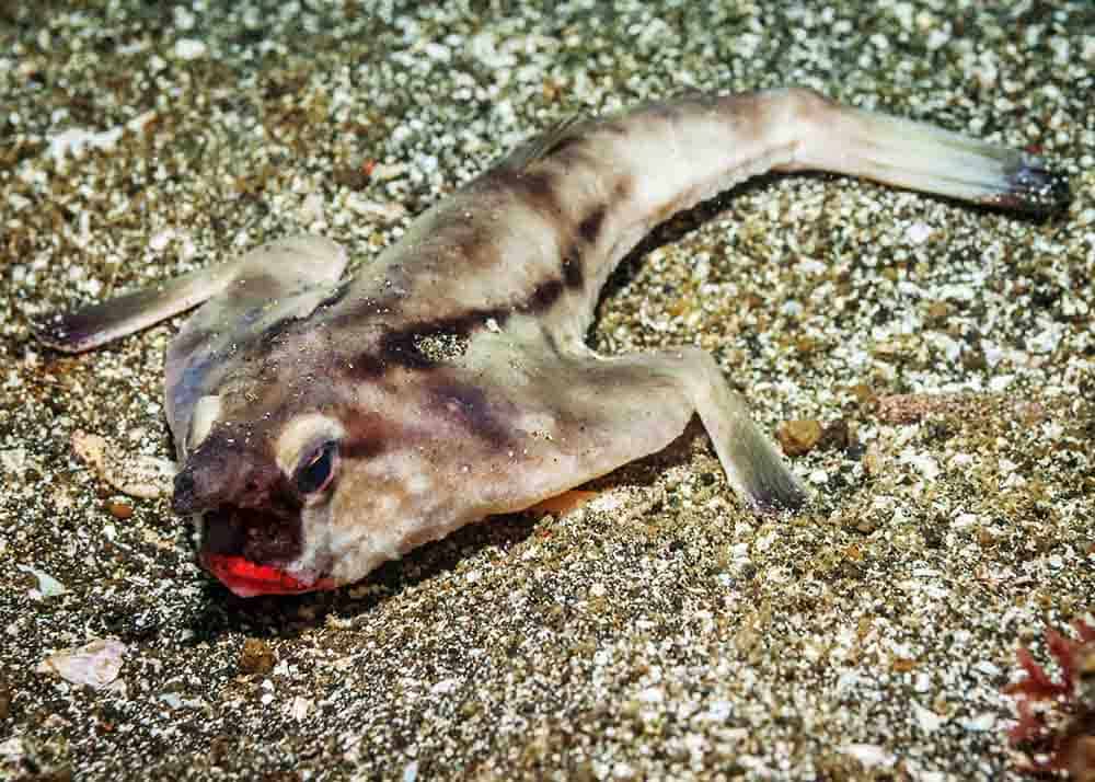 Red-lipped Batfish