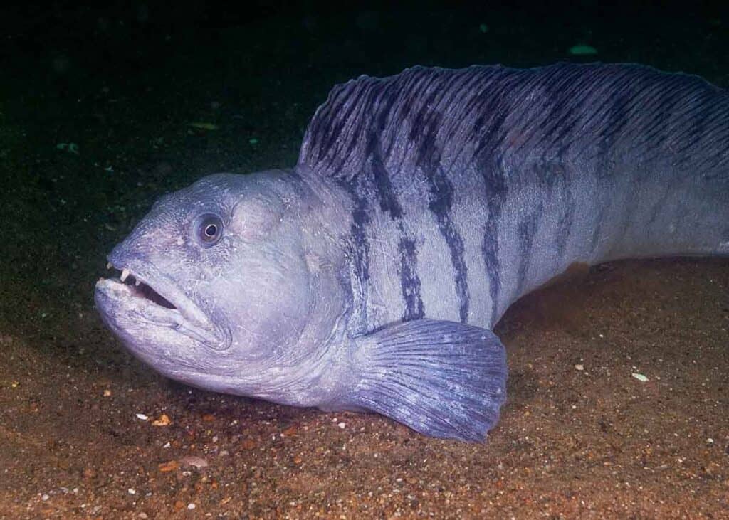 Ugly Fish: 11 Of The Ugliest Fish Species, With Pics ☣️