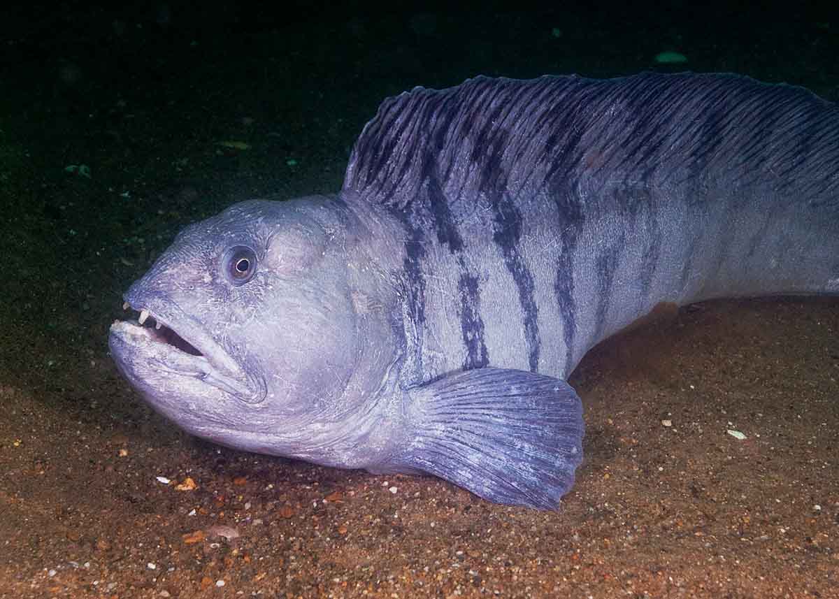 Ugly Fish: 15 Ugliest Fish in the World (Photos, Videos) | Storyteller ...