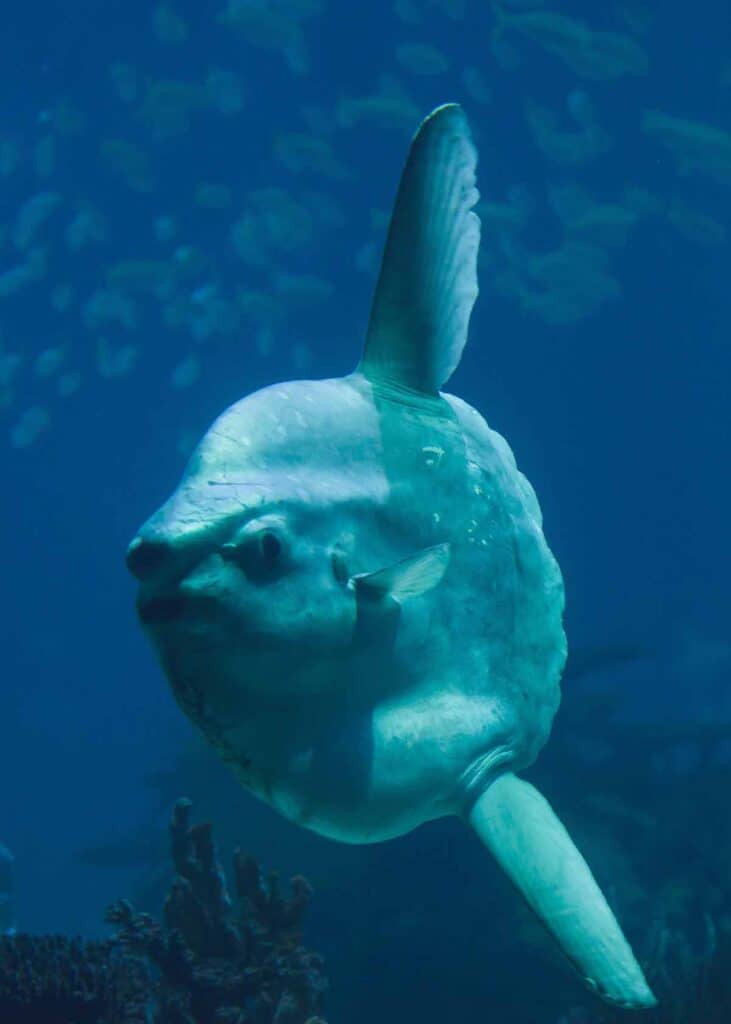 ocean sunfish