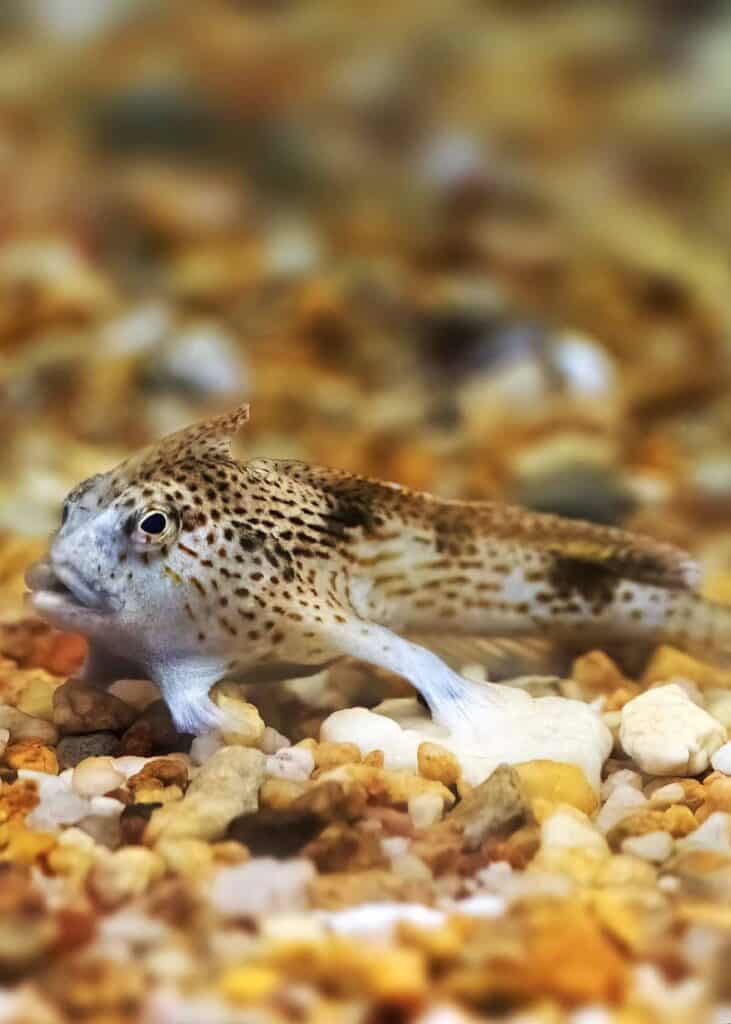 spotted handfish