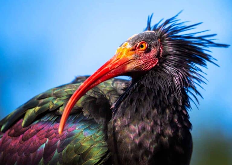 Ugly Birds: 24 Ugliest Birds in the World (Photos, Videos)