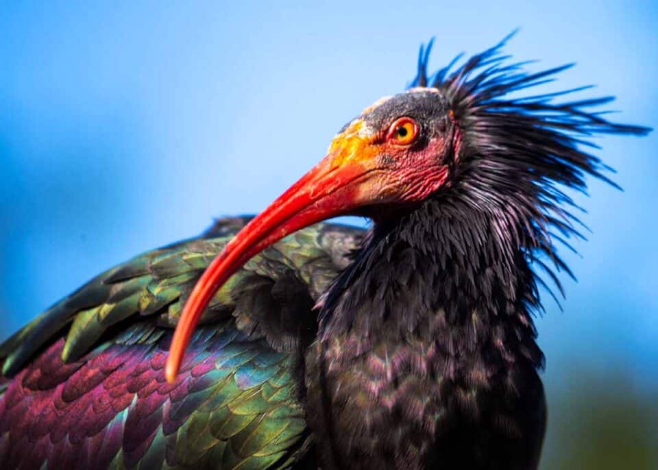 Ugly Birds: 24 Ugliest Birds in the World (Photos, Videos ...