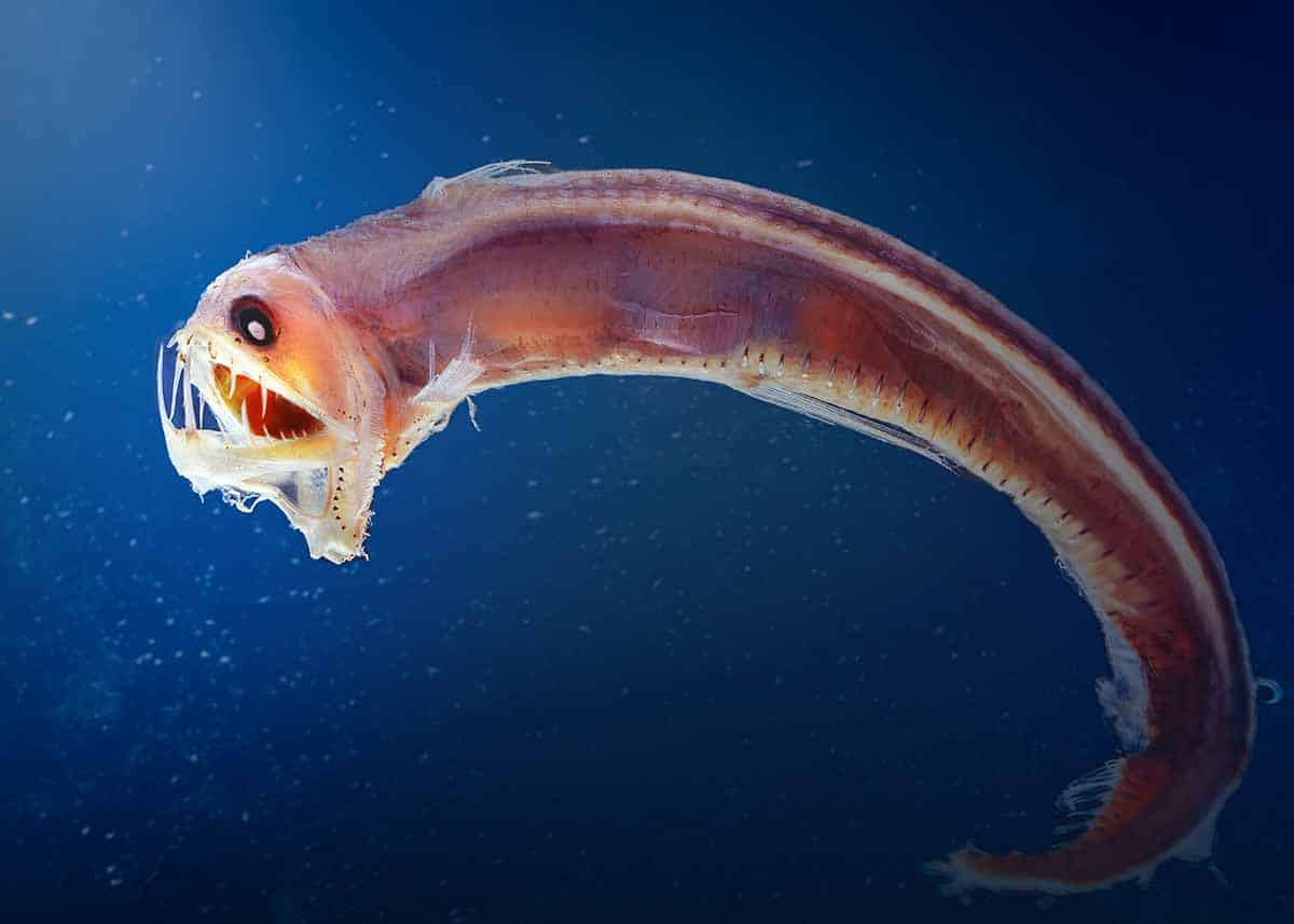 Why the World's Ugliest Animal Looks so Different Underwater