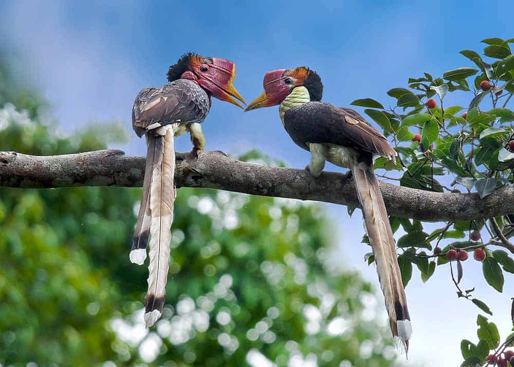 ugly helmeted hornbill