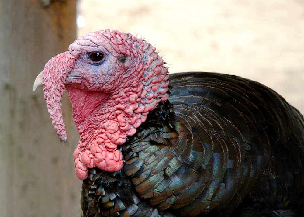 ugly turkey